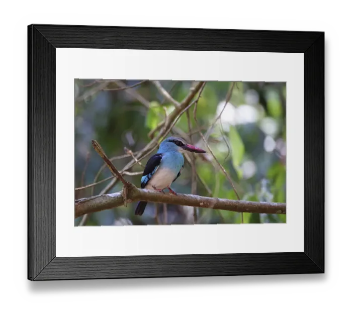 Framed Print : Reined kingfisher (Halcyon malimbica) Framed Print : Reined kingfisher (Halcyon malimbica)