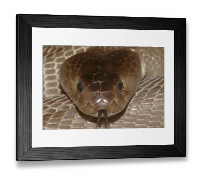 Framed Print : Red spitting cobra (Naja pallida)