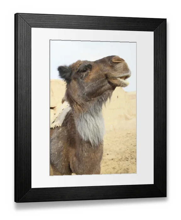 Framed Print : Bactrian camel (Camelus bactrianus) Framed Print : Bactrian camel (Camelus bactrianus)