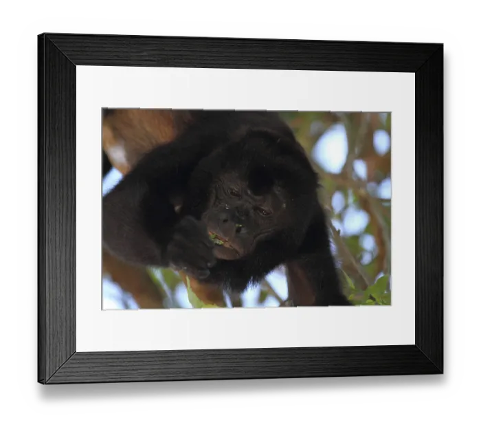 Framed Print : Howler monkey (Alouatta, Alouatta caraya) Framed Print : Howler monkey (Alouatta, Alouatta caraya)