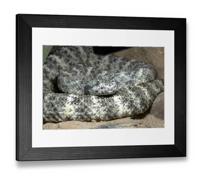 Framed Print : Speckled rattlesnake (Crotalus mitchelii pyrrhus)