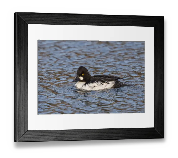 Framed Print : Common goldeneye - male (Bucephala clangula)