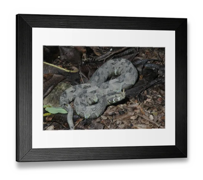 Framed Print : Wet-horned viper (Bitis nasicornis) Framed Print : Wet-horned viper (Bitis nasicornis)