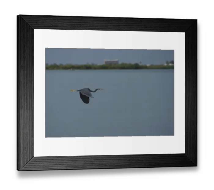 Framed Print : Grey heron, dark morph (Egretta gularis)