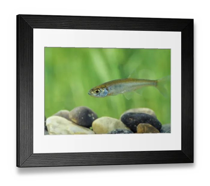 Framed Print : Moderlieschen (Leucaspius delineatus)