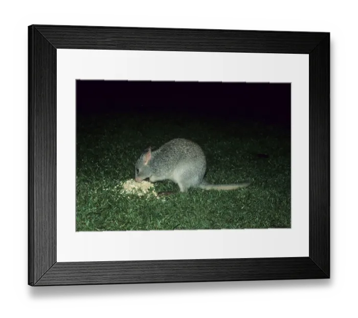 Framed Print : Rat-kangaroo (Macropodidae)