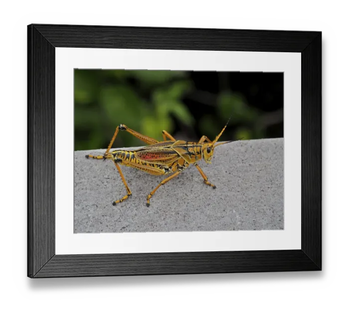 Framed Print : Short-fingered grasshopper (Romalea microptera)