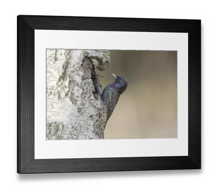 Framed Print : Starling (Sturnus vulgaris)
