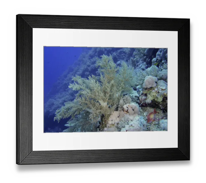 Framed Print : Broccoli tree (Litophyton arboreum) Framed Print : Broccoli tree (Litophyton arboreum)