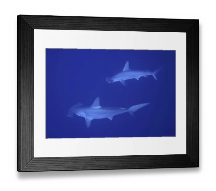 Framed Print : Scalloped hammerhead shark (Sphyrna lewini)