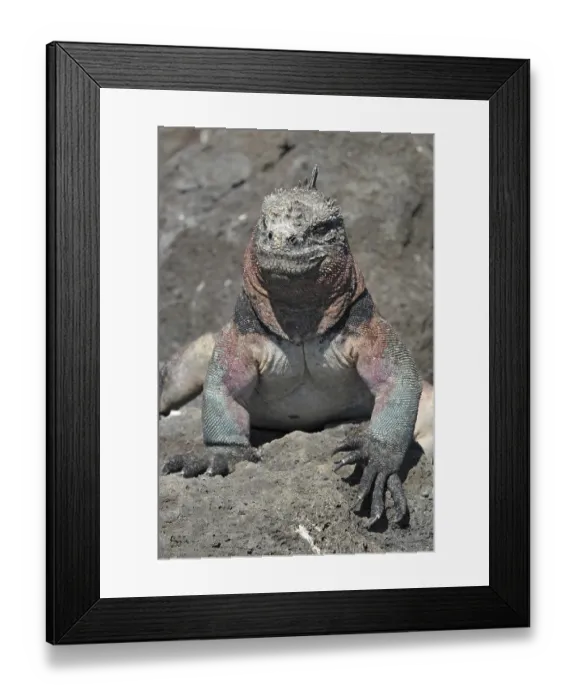 Framed Print : Galapagos sea lizard (Amblyrhynchus cristatus)