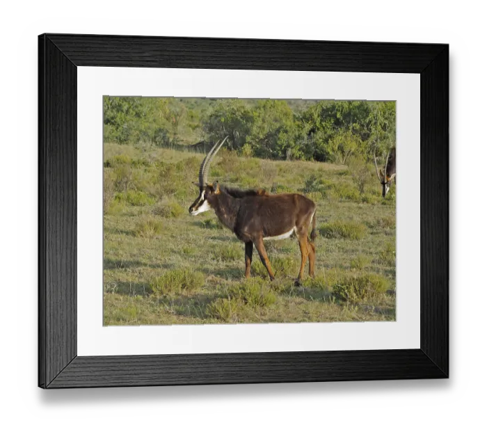 Framed Print : Sable antelope (Hippotragus niger)