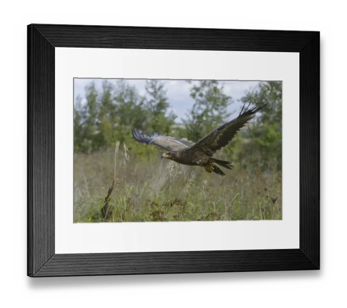 Framed Print : Steppe eagle (Aquila nipalensis)