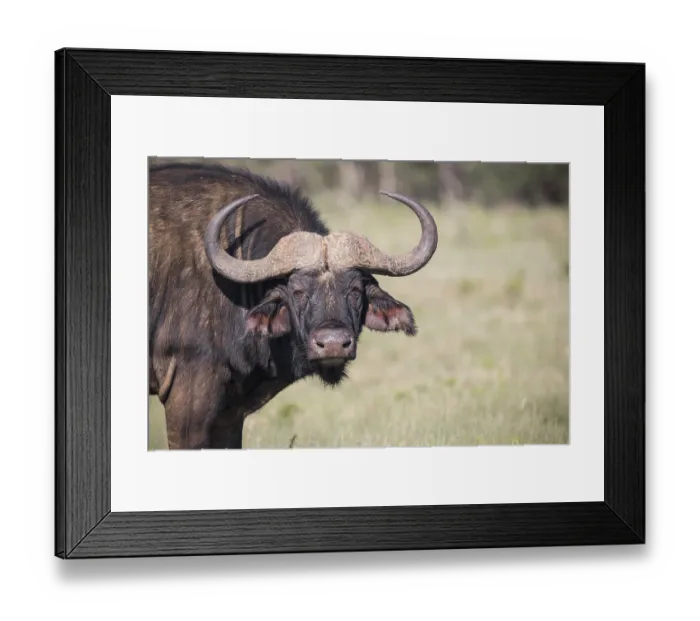 Framed Print : Water buffalo (Bubalis bubalis) Framed Print : Water buffalo (Bubalis bubalis)