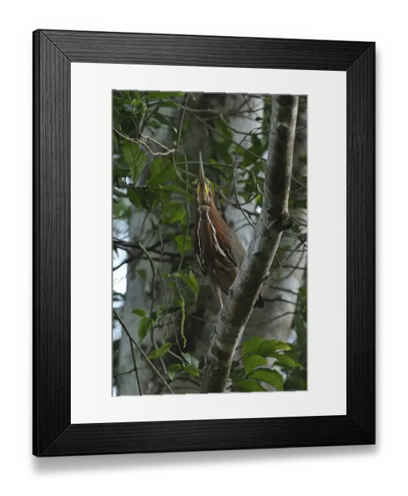 Framed Print : Marbled heron (Tigrisoma lineatum) Framed Print : Marbled heron (Tigrisoma lineatum)