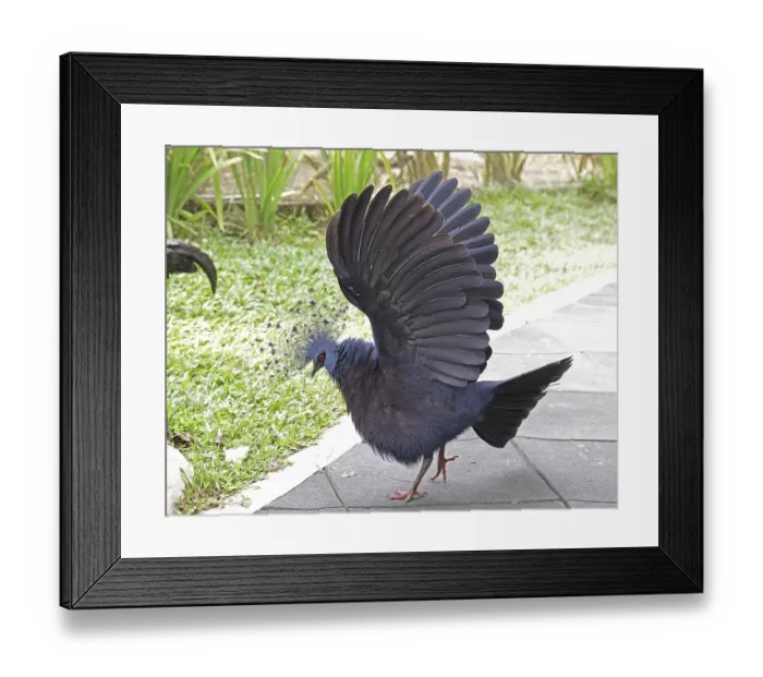 Framed Print : Fan-tailed Pigeon (Goura victoria) Framed Print : Fan-tailed Pigeon (Goura victoria)