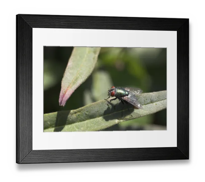 Framed Print : Blow fly, gold fly (Lucilia spec.)