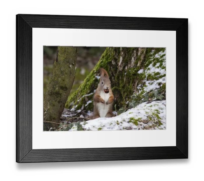 Framed Print : Squirrel (Sciurus vulgaris)