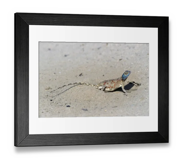 Framed Print : Ground agama (Agama aculeata) Framed Print : Ground agama (Agama aculeata)