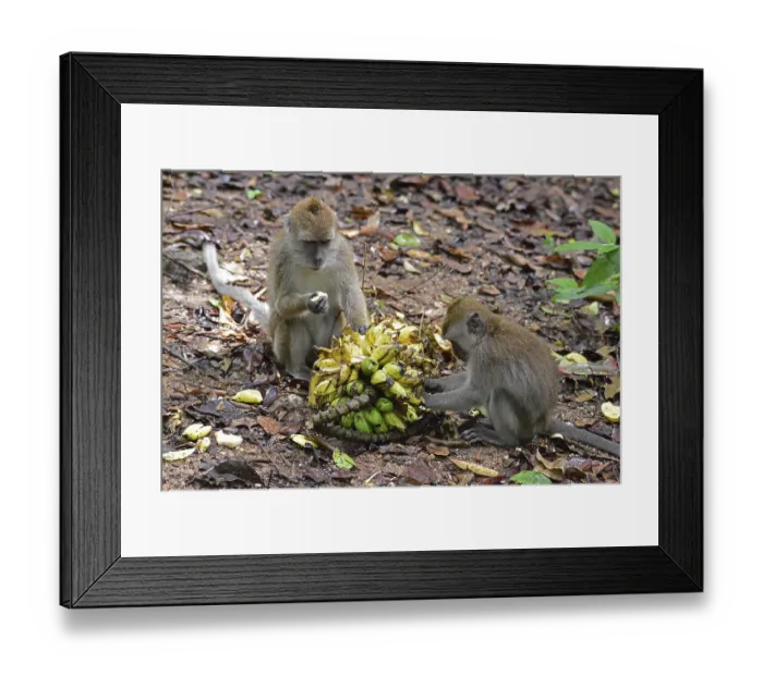 Framed Print : Java monkey (Macaca fascicularis)