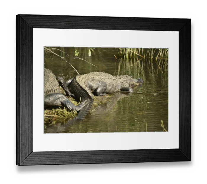 Framed Print : Mississippi alligator (Alligator mississipiensis)