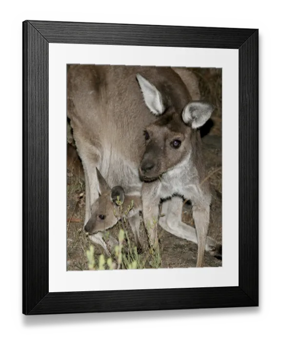 Framed Print : Grey giant kangaroo (Macropus giganteus)