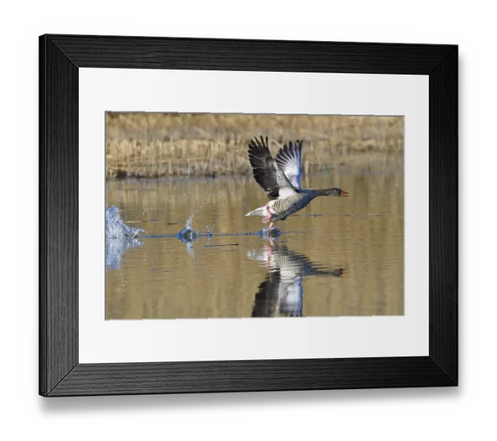 Framed Print : Greylag geese (Anser anser) Framed Print : Greylag geese (Anser anser)