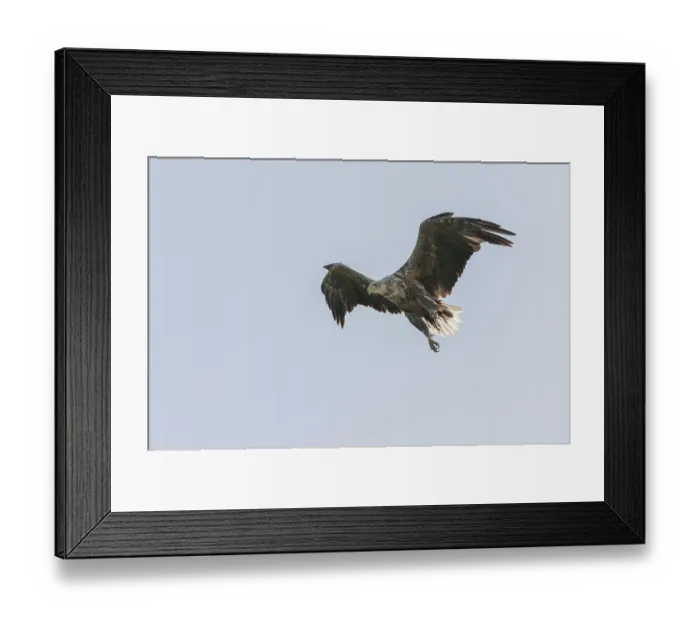 Framed Print : White-tailed eagle (Haliaeetus albicilla)