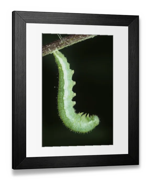 Framed Print : Lemon butterfly caterpillar (Gonepteryx rhamni)