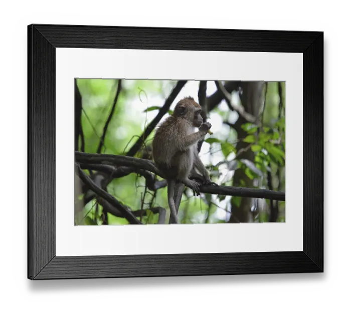 Framed Print : Java monkey (Macaca fascicularis) Framed Print : Java monkey (Macaca fascicularis)