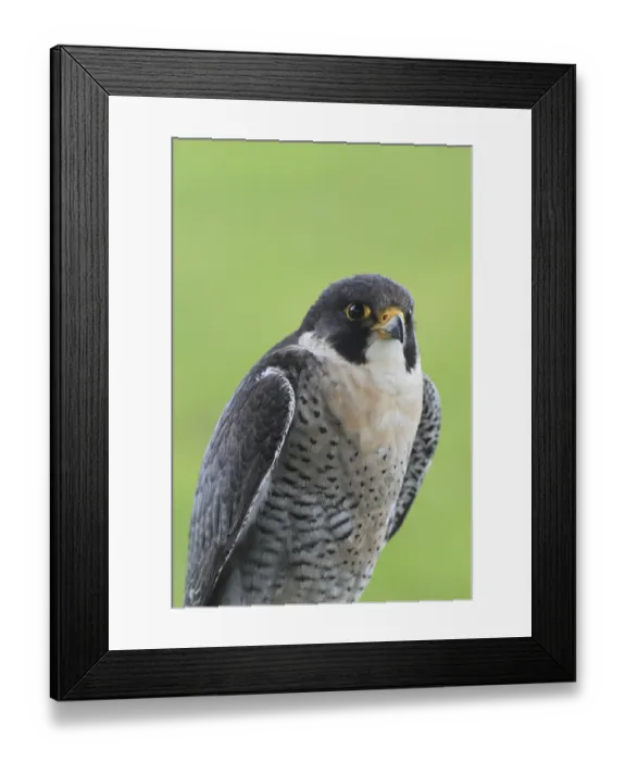 Framed Print : Peregrine falcon (Falco peregrinus) Framed Print : Peregrine falcon (Falco peregrinus)