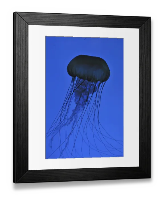 Framed Print : Compass jellyfish (Chrysaora fuscescens) Framed Print : Compass jellyfish (Chrysaora fuscescens)