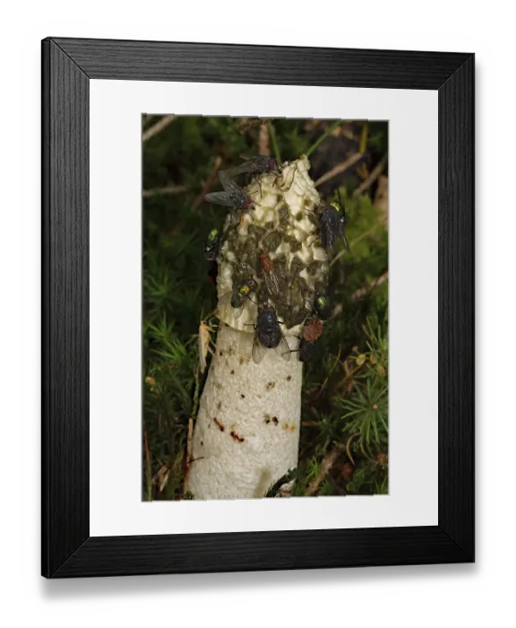 Framed Print : Common stinkhorn (Phallus impudicus) Framed Print : Common stinkhorn (Phallus impudicus)