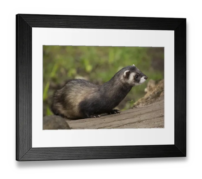 Framed Print : Polecat, woodland iltis (Mustela putorius)