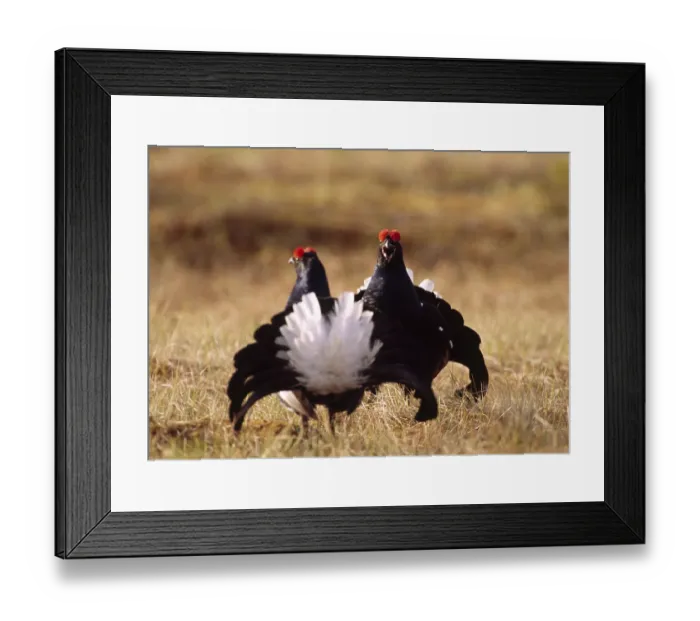 Framed Print : Black grouse (Tetrao tetrix)