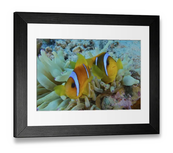 Framed Print : Red sea anemonefish (Amphiprion bicinctus)