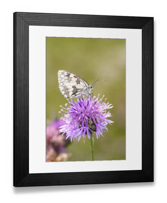 Framed Print : Checkerboard - Melanargia galathea uses its proboscis to suck nectar from the flower of a scabious (Melanargia galathea)
