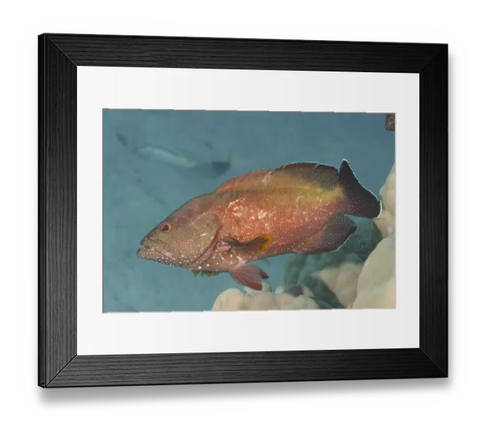 Framed Print : Red grouper (Cephalopholis hemistiktos)