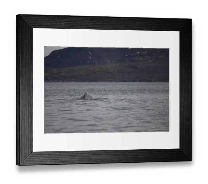 Framed Print : Humpback whale in the waters of Greenland (Megaptera novaeangliae)