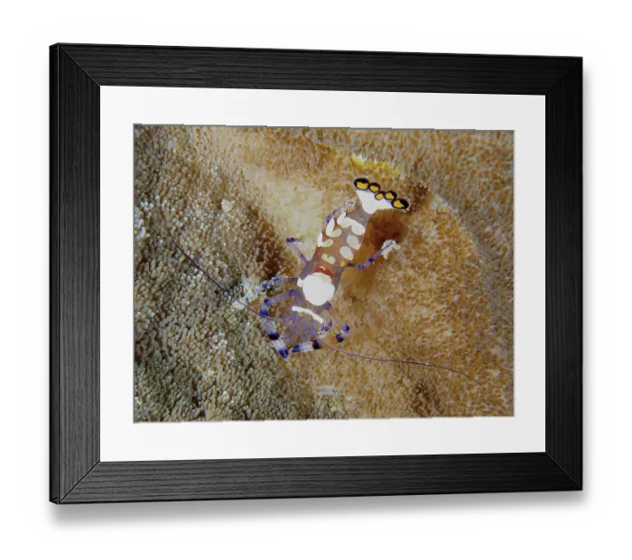 Framed Print : Peacock-eyed anemone shrimp (Ancylocaris brevicarpalis)