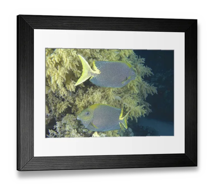 Framed Print : Spotted rabbitfish (Siganus stellatus laqueus)