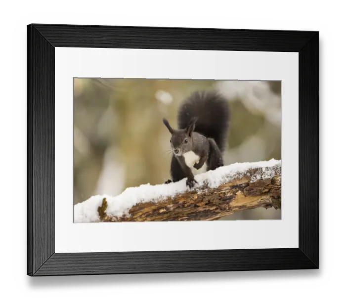 Framed Print : Squirrel (Sciurus vulgaris) Framed Print : Squirrel (Sciurus vulgaris)