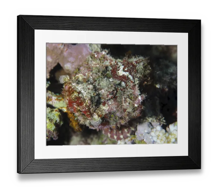 Framed Print : Dragon's head (Scorpaenopsis sp) Framed Print : Dragon's head (Scorpaenopsis sp)