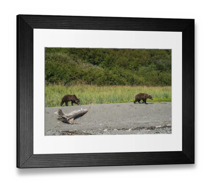 Framed Print : Alaskan grizzly bear (Ursus arctos horribilis)
