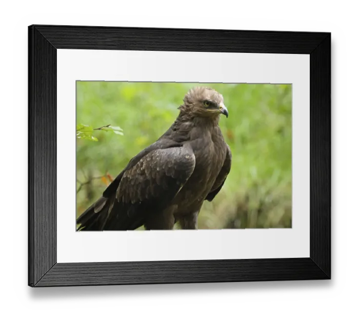 Framed Print : Lesser spotted eagle (Aquila pomarina)