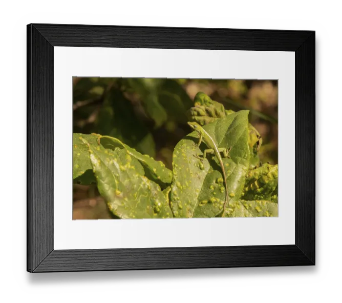 Framed Print : Green Anole (Anolis carolinensis)