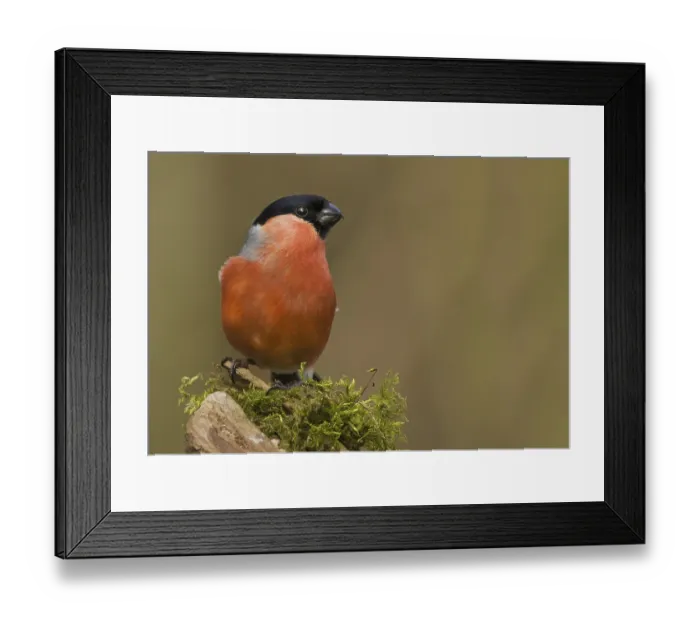 Framed Print : Bullfinch (Pyrrhula pyrrhula)