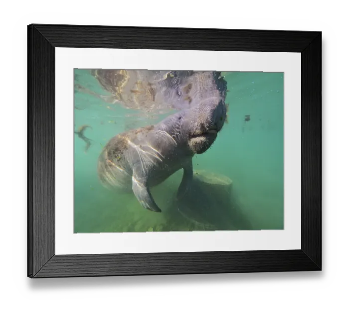 Framed Print : Round-tailed manatee (Trichechus manatus) Framed Print : Round-tailed manatee (Trichechus manatus)