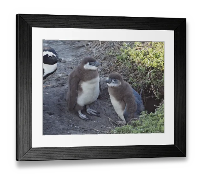 Framed Print : African penguin chick (Spheniscus demersus) Framed Print : African penguin chick (Spheniscus demersus)