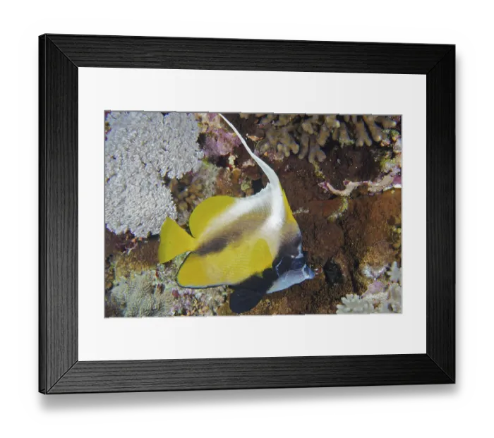 Framed Print : Red Sea bannerfish (Heniochus intermedius)